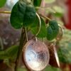 Boucles d'oreilles en cupules de glands dorées à la feuille d'argent.